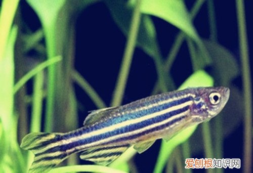 斑马鱼寿命长吗 斑马鱼的三个养护要点
