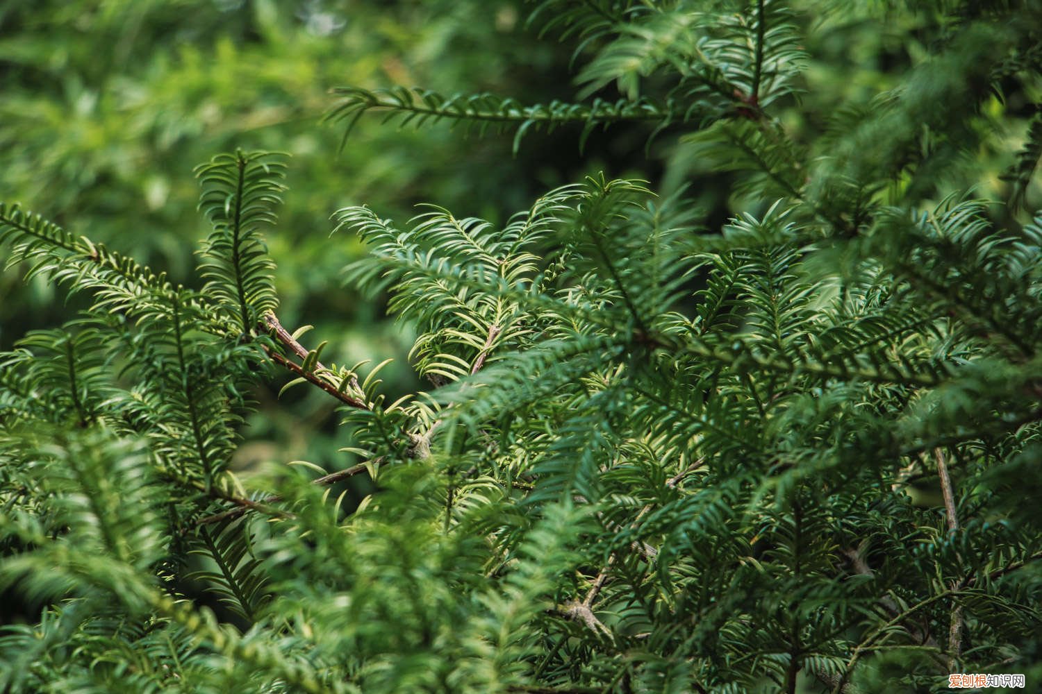 红豆杉冻了,掉叶能活过来吗 红豆杉冻坏了怎么办