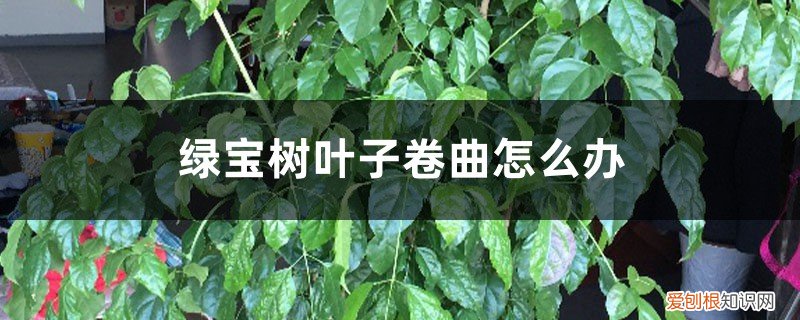 绿宝树叶子卷曲的原因 绿宝树叶子卷曲怎么办