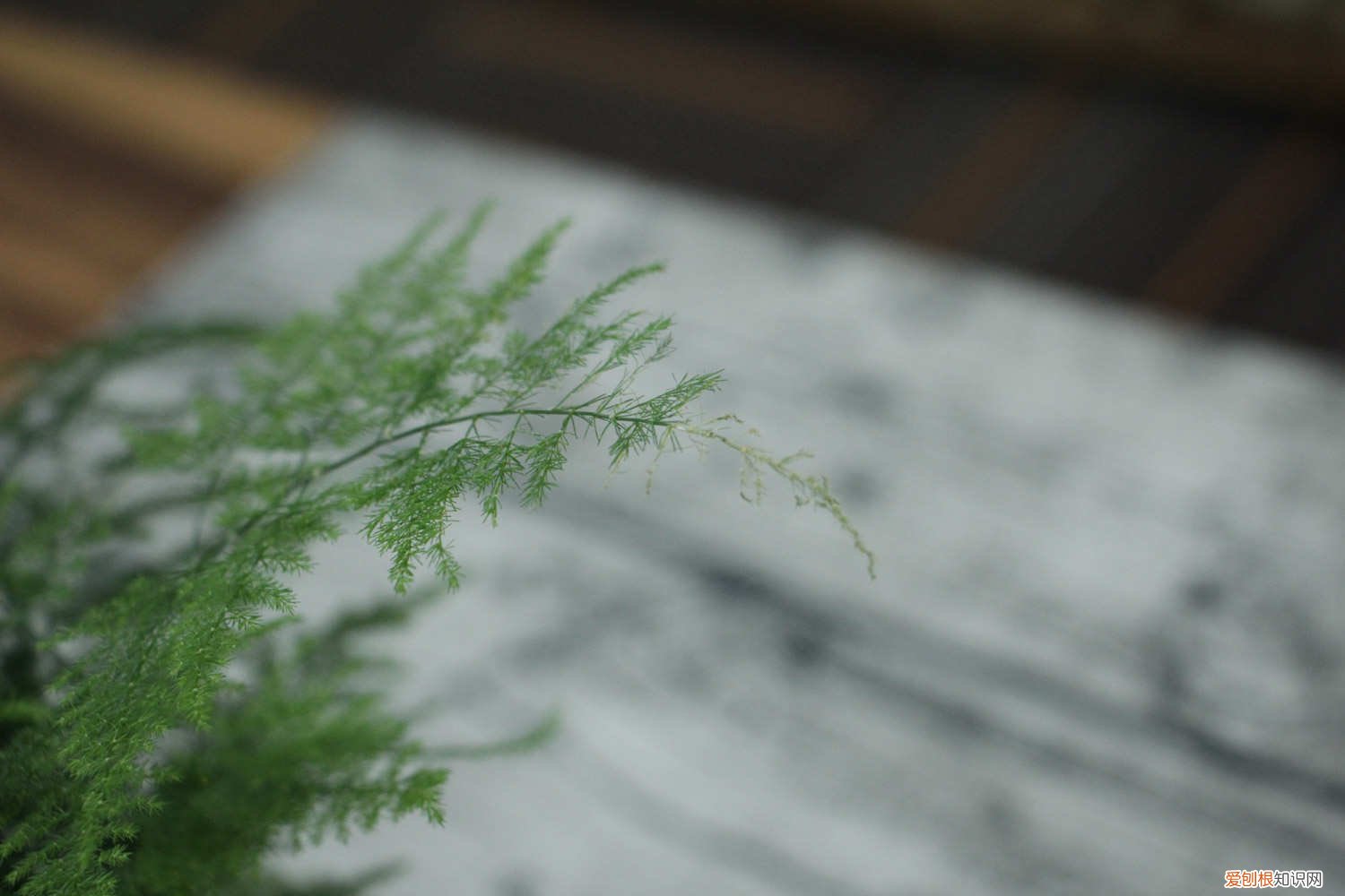 怎样防止文竹长得太高 如何有效防止文竹干尖