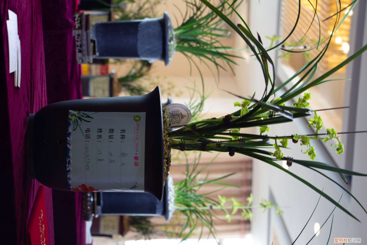 兰花用什么肥料最好 鸡蛋 兰花用什么肥料最好