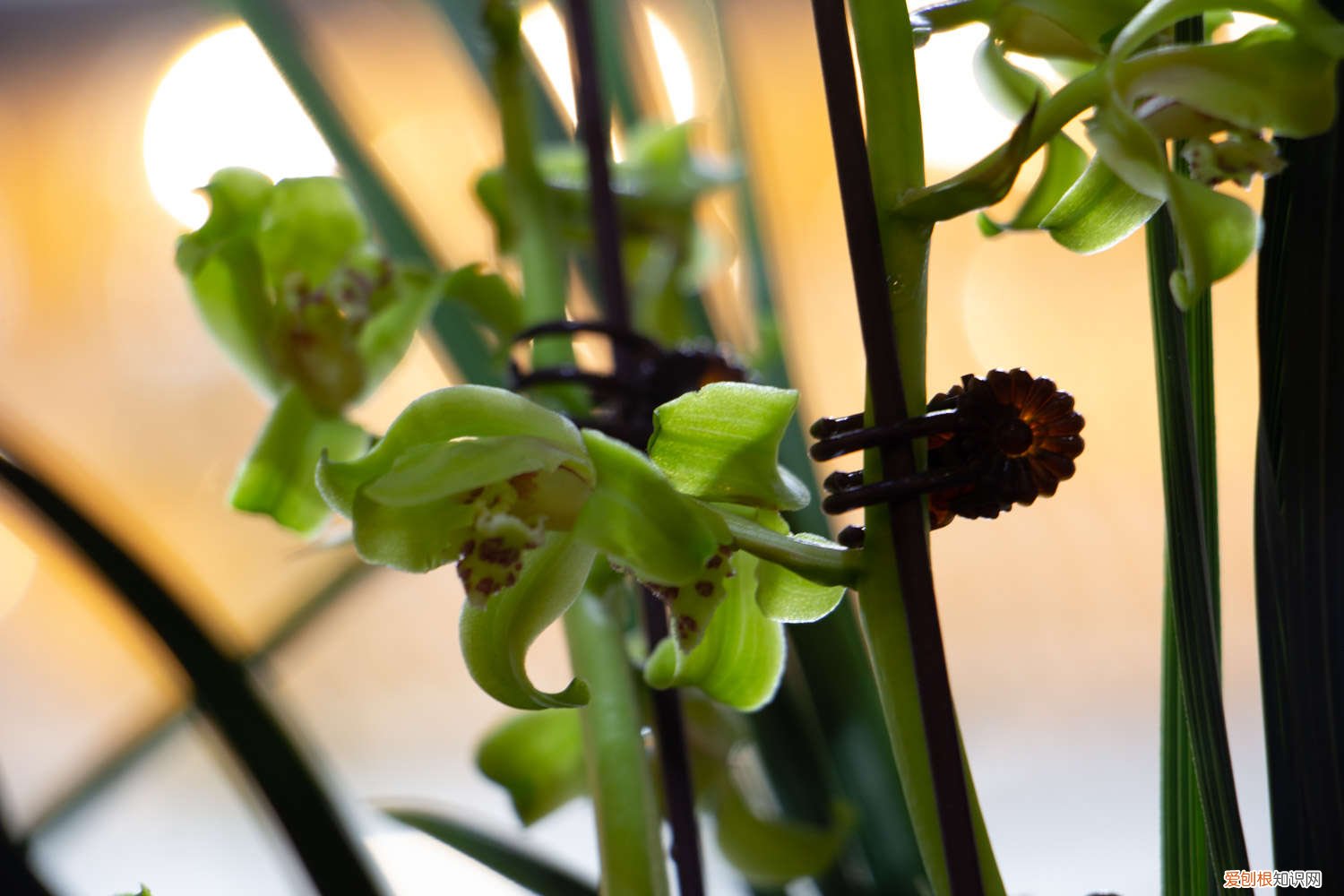 兰花如何修根施肥 兰花如何修根