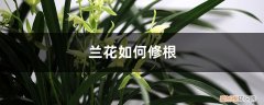 兰花如何修根施肥 兰花如何修根