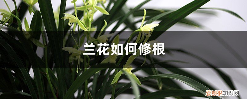 兰花如何修根施肥 兰花如何修根