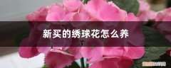 刚买回来的绣球花苗怎么养? 新买的绣球花怎么养