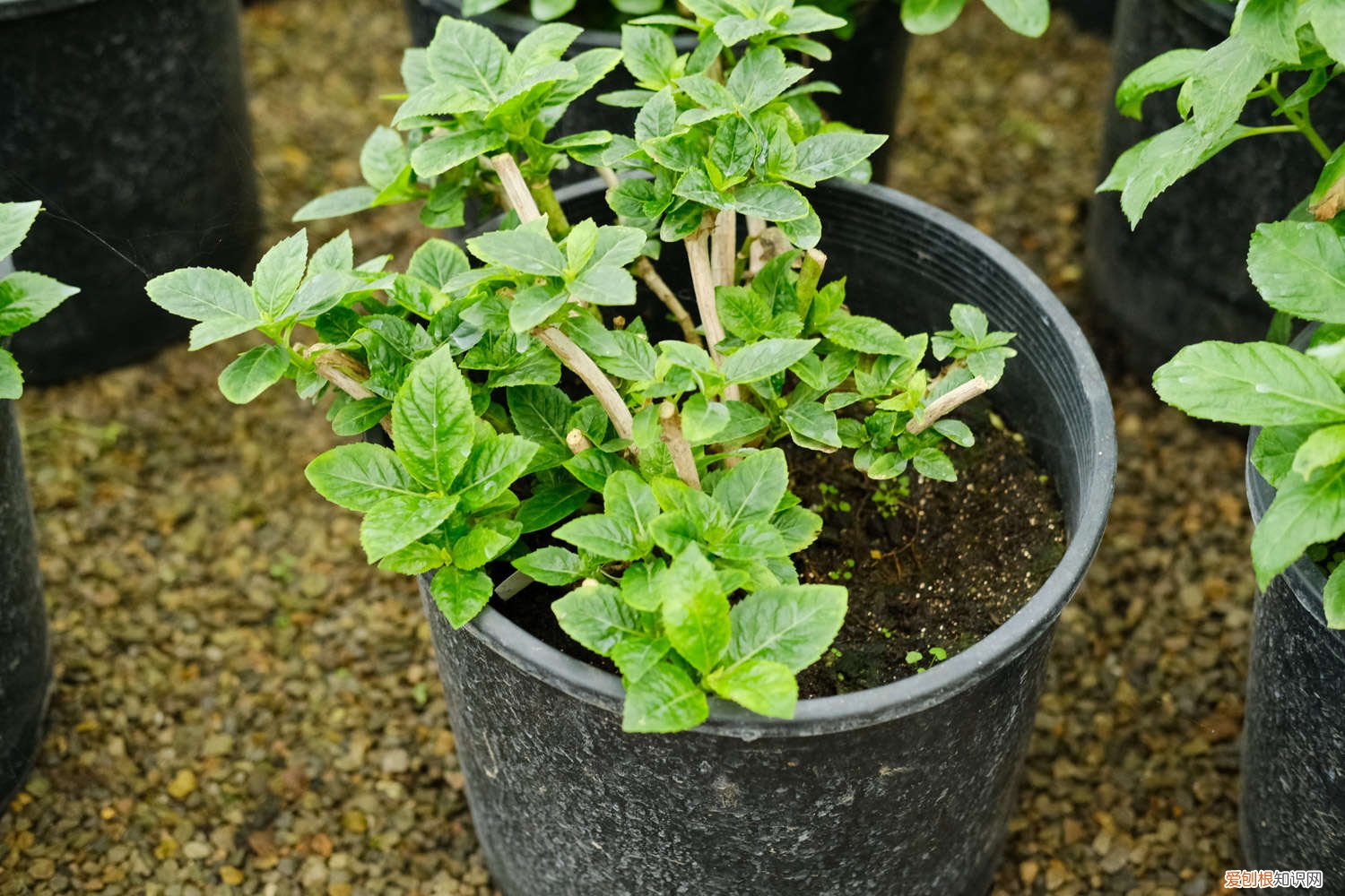 刚买回来的绣球花苗怎么养? 新买的绣球花怎么养