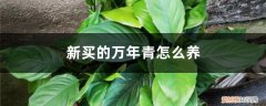 刚买回来的万年青怎么养 新买的万年青怎么养