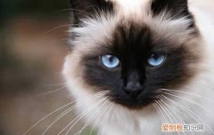 英短蓝猫一天睡多久 英短蓝猫喜欢睡哪里