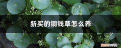 刚买回的铜钱草怎么水养 新买的铜钱草怎么养