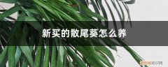 刚买回的散尾葵如何养 新买的散尾葵怎么养