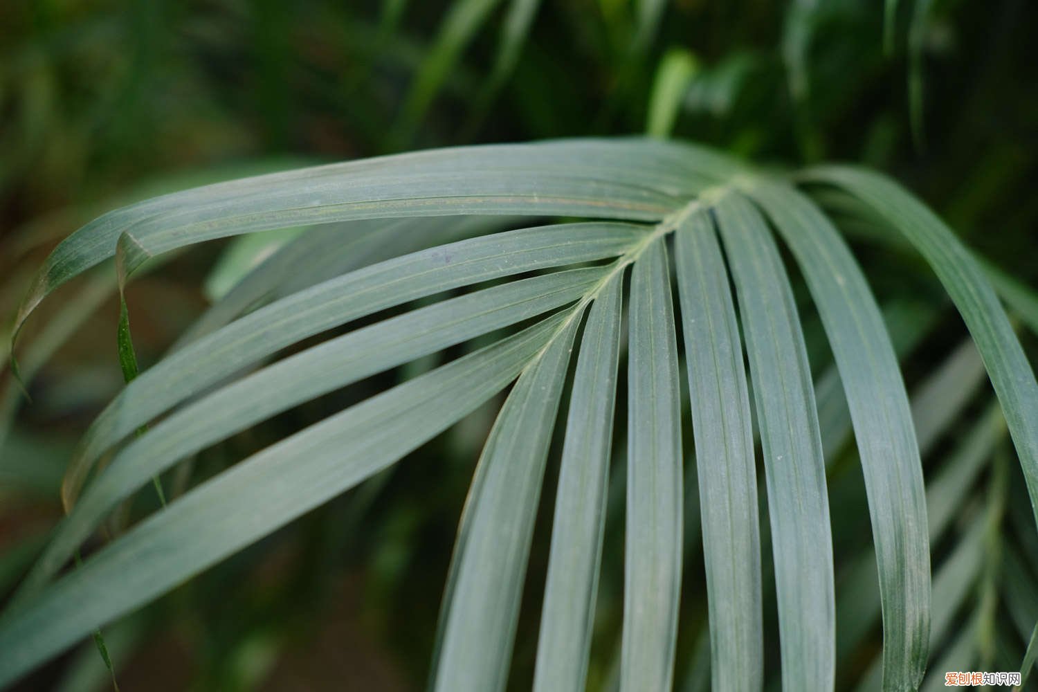 刚买回的散尾葵如何养 新买的散尾葵怎么养