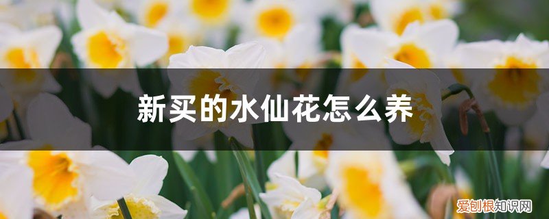 新买的水仙花怎么养护 新买的水仙花怎么养