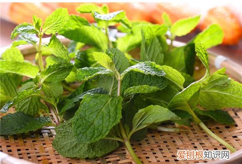 薄荷有几种功效 薄荷有哪些吃法