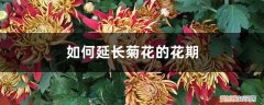 菊花的花期长短 如何延长菊花的花期