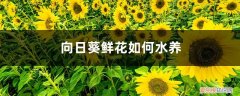 向日葵鲜花如何水养保存 向日葵鲜花如何水养