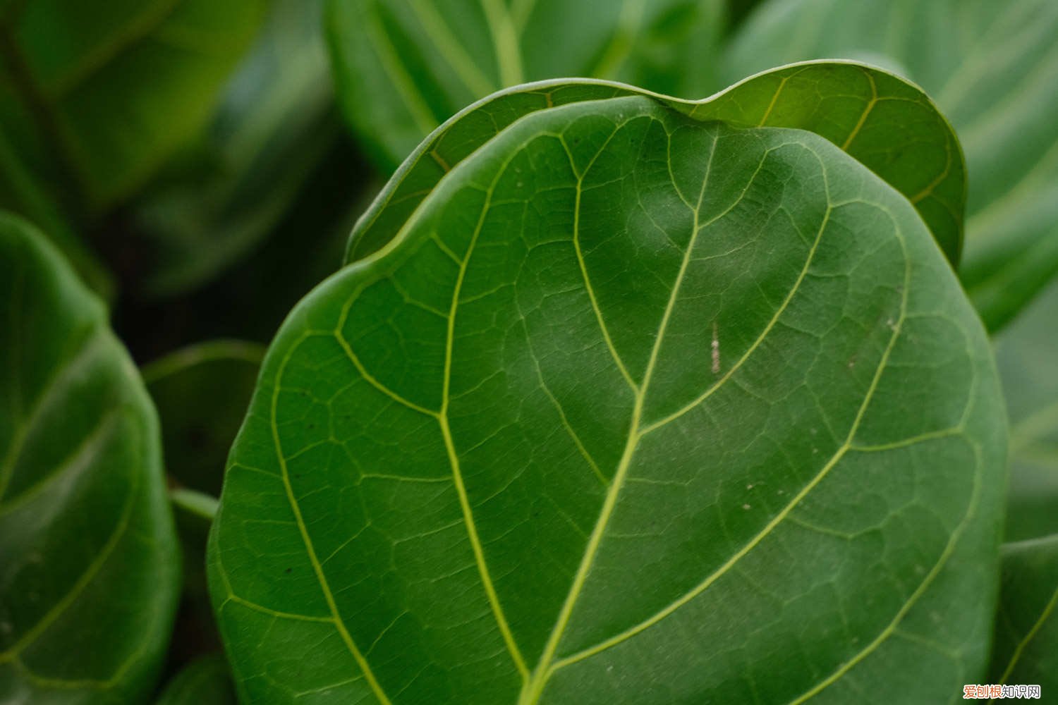 琴叶榕叶子长黑点怎么回事? 琴叶榕叶子发黑怎么办