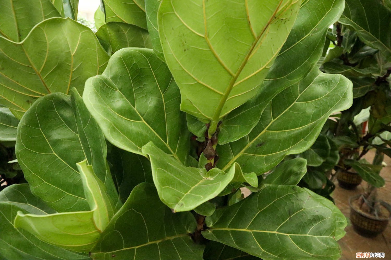 琴叶榕叶子长黑点怎么回事? 琴叶榕叶子发黑怎么办