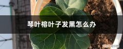 琴叶榕叶子长黑点怎么回事? 琴叶榕叶子发黑怎么办