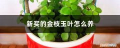 刚收到的金枝玉叶怎么养 新买的金枝玉叶怎么养