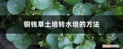 铜钱草怎样土培变水培 铜钱草土培转水培的方法