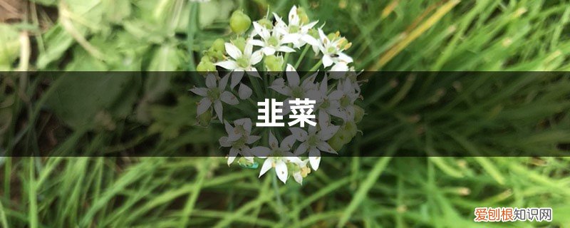 阳台栽韭菜 韭菜不用买，阳台种1盆，随吃随割，绿色又健康！