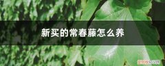 常春藤盆栽怎么养 新买的常春藤怎么养