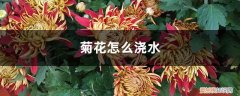 菊花怎么浇水不烂根 菊花怎么浇水