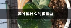 琴叶榕什么时候换盆好 琴叶榕什么时候换盆