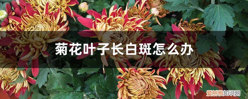 菊花的叶子上长白色的斑点 菊花叶子长白斑怎么办