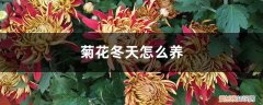 菊花冬天怎么养殖 菊花冬天怎么养