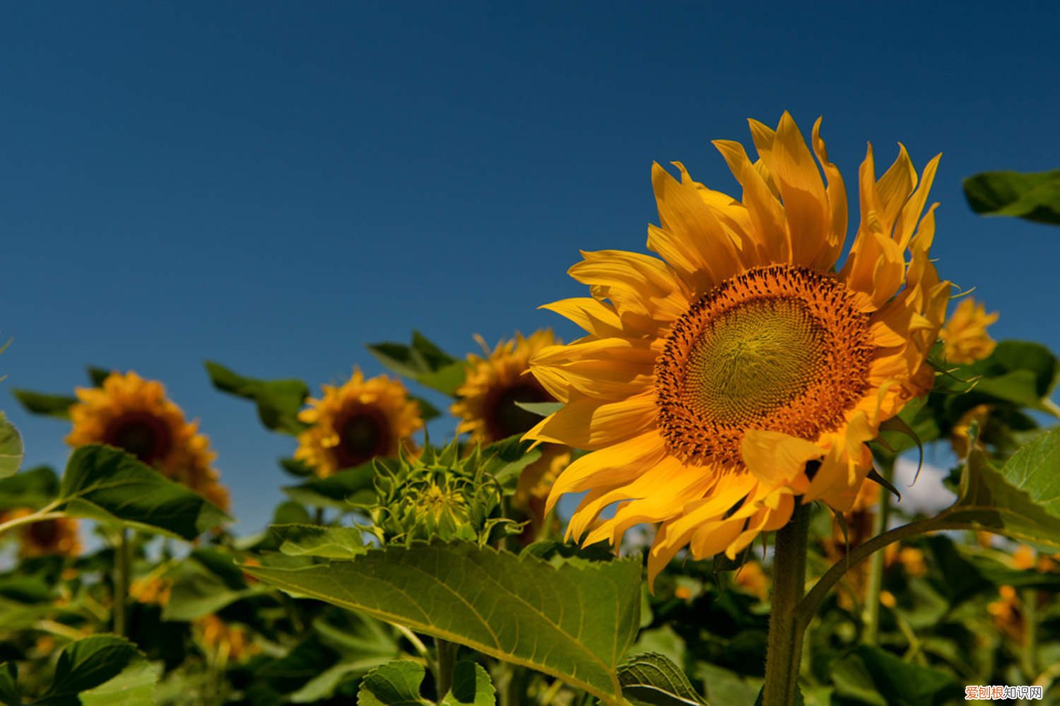 向日葵怎么修剪叶子 向日葵怎么修剪