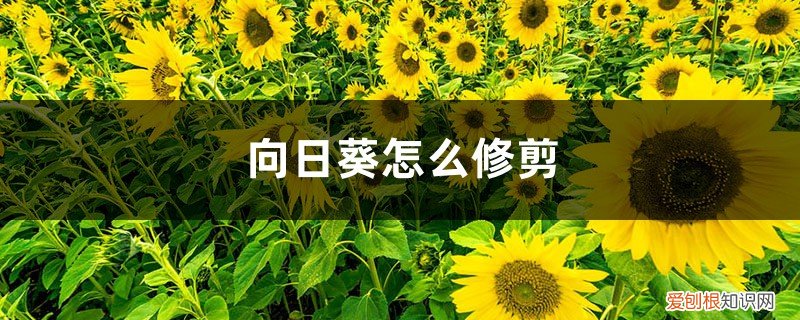 向日葵怎么修剪叶子 向日葵怎么修剪