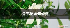 栀子花如何修剪视频 栀子花如何修剪