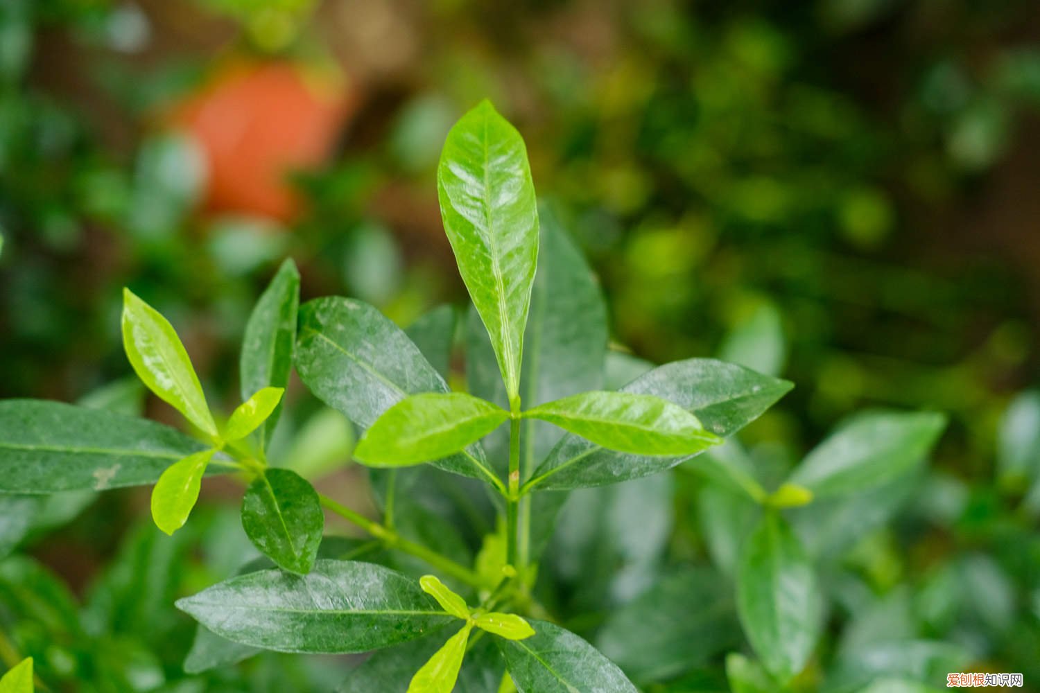 栀子花如何修剪视频 栀子花如何修剪