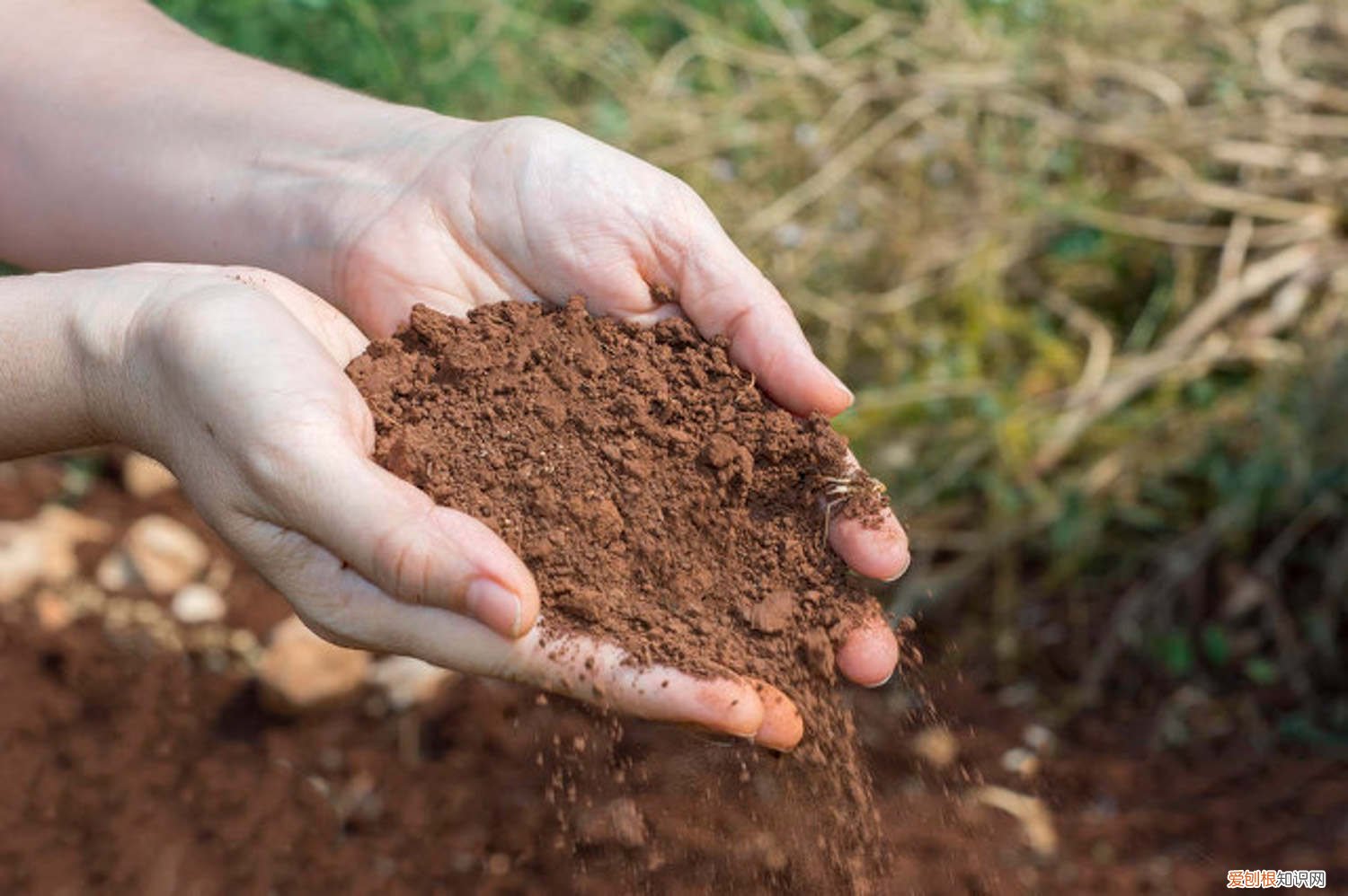 茉莉和栀子花用什么肥料 茉莉栀子养不好,肯定土不对!2步自制酸性土,用了花猛开!