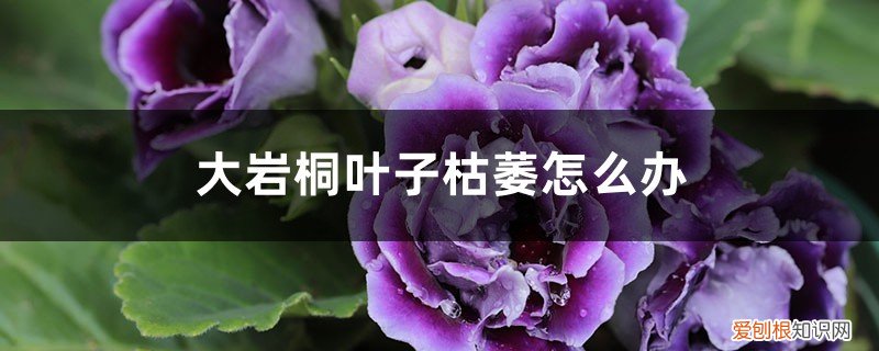 刚买回来的大岩桐花和叶子发蔫 大岩桐叶子枯萎怎么办