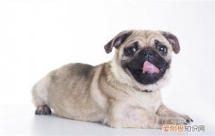 为什么不养巴哥犬 不养巴哥犬的理由