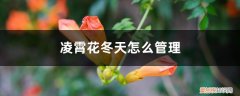 凌霄花冬天会落叶吗? 凌霄花冬天怎么管理，会落光叶子吗