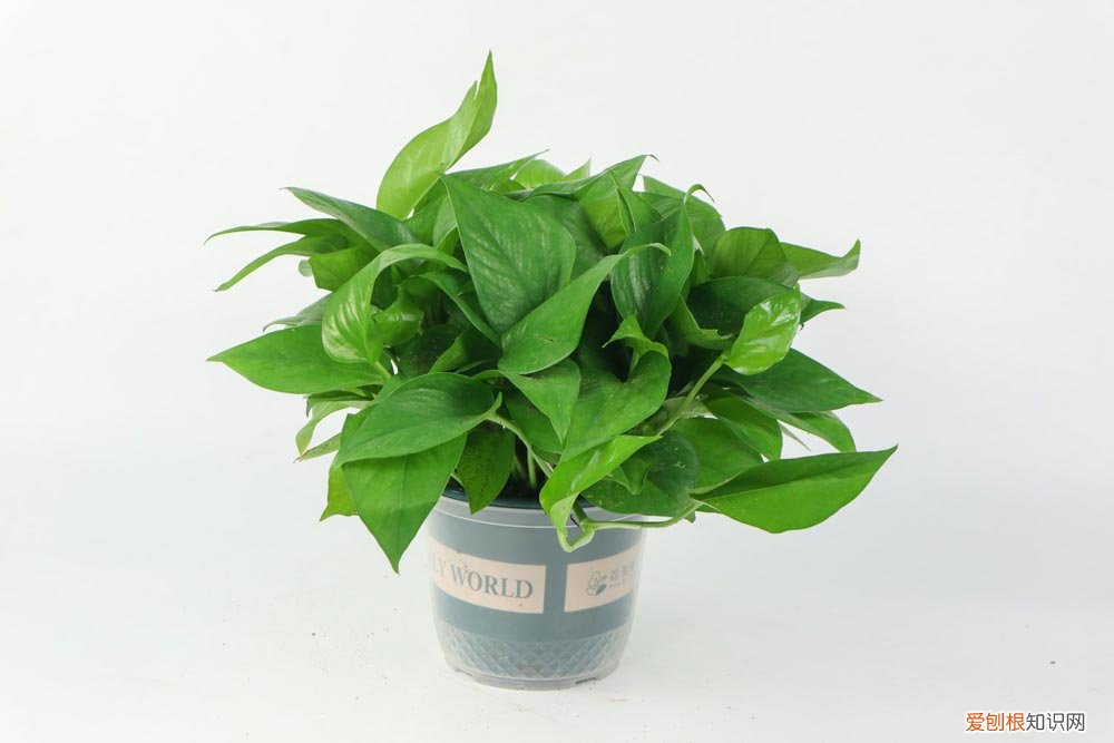 绿萝水培好还是土培好养 绿萝水培好还是土培好