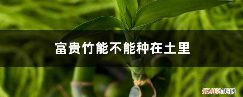 富贵竹能种土里么 富贵竹能不能种在土里