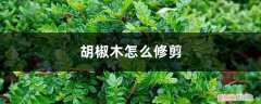 胡椒木怎么修剪