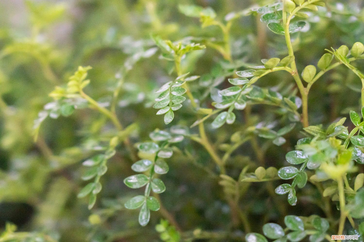 胡椒木怎么修剪