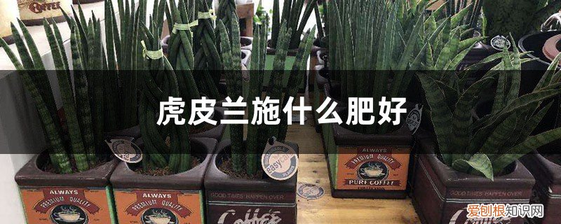 虎皮兰施什么肥料好 虎皮兰施什么肥好