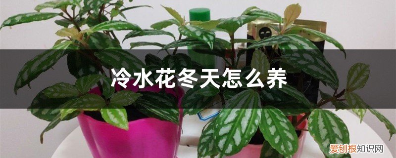 水养植物叶子发黑什么原因 冷水花冬天怎么养，叶子边缘发黑怎么办