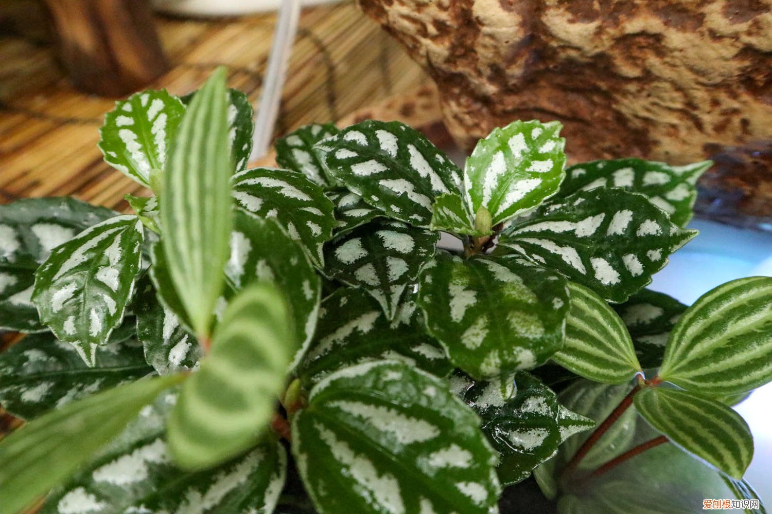 水养植物叶子发黑什么原因 冷水花冬天怎么养，叶子边缘发黑怎么办