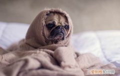 幼犬受凉有什么症状 幼犬受凉的症状?
