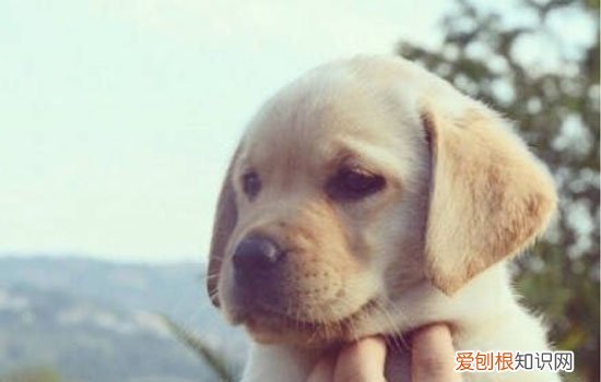 如何鉴别拉布拉多幼犬 怎么看拉布拉多品相