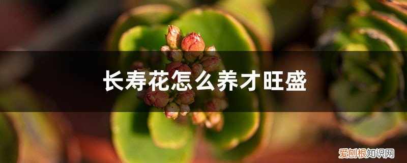 长寿花怎么养才开花多 长寿花怎么养才旺盛