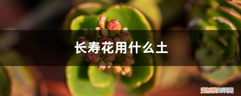 长寿花用什么土好养护 长寿花用什么土好