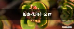 长寿花用什么盆好养活 长寿花用什么盆好